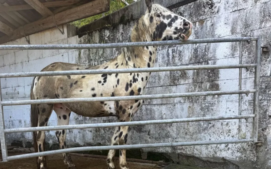 Autoridades apreendem 53 animais por maus-tratos e um cavalo acaba abatido